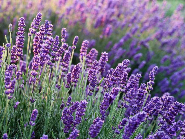 Lavender and its amazing uses