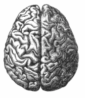 Walking for Your Brain