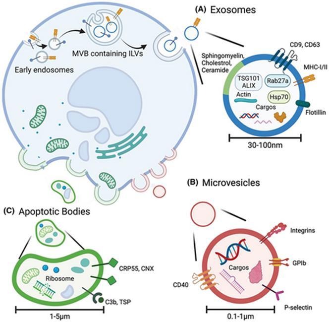 Schematic showing three extracellular vesicle types: (A) exosomes formed in multivesicular bodies and released; (B) microvesicles budding from the plasma membrane; (C) apoptotic bodies containing cytoplasm and organelles. An inset depicts an exosome with markers (CD9, CD63, Rab27a, Alix, Flotillin) and cargo, with scale bars ~30–100 nm and 0.1 μm.